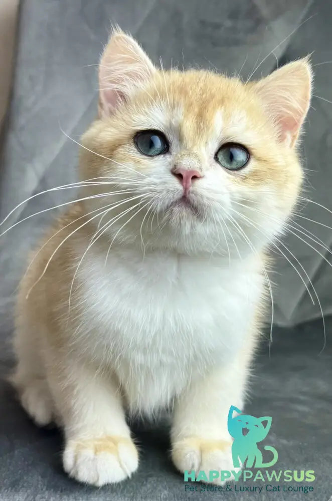 Ike British Shorthair male black golden chinchilla - live animals