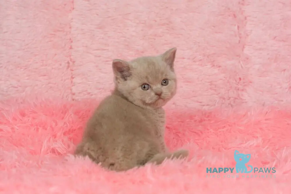 Ike British Shorthair male fawn live animals