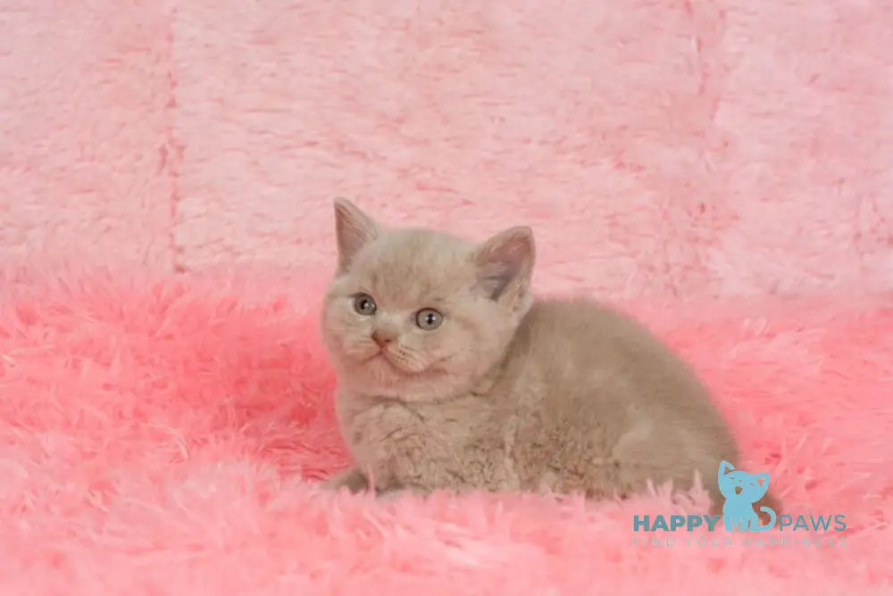 Ike British Shorthair male fawn live animals