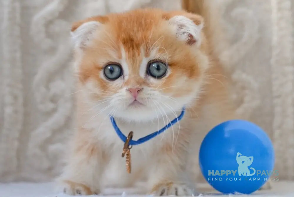 Ikie Scottish Fold male black golden shaded live animals