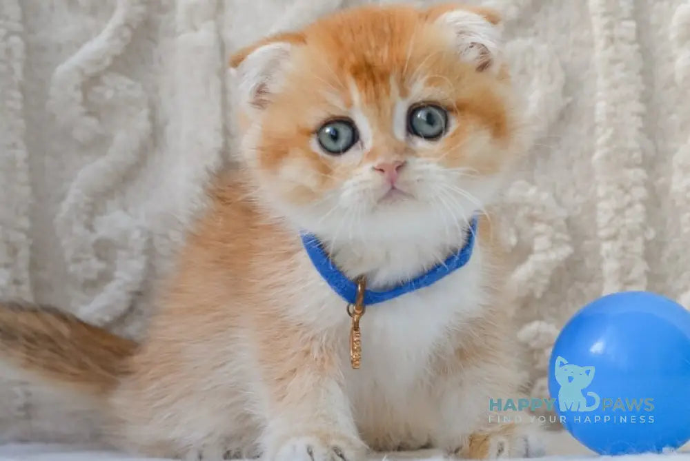 Ikie Scottish Fold male black golden shaded live animals