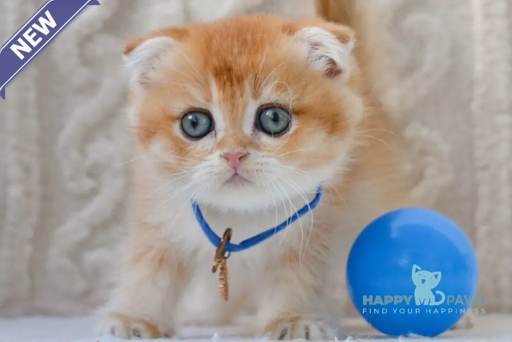 Ikie Scottish Fold male black golden shaded live animals