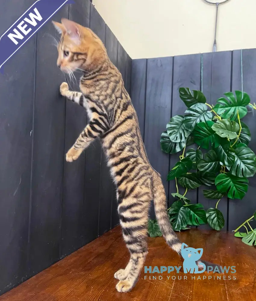 Ikuto Toyger male black tabby live animals