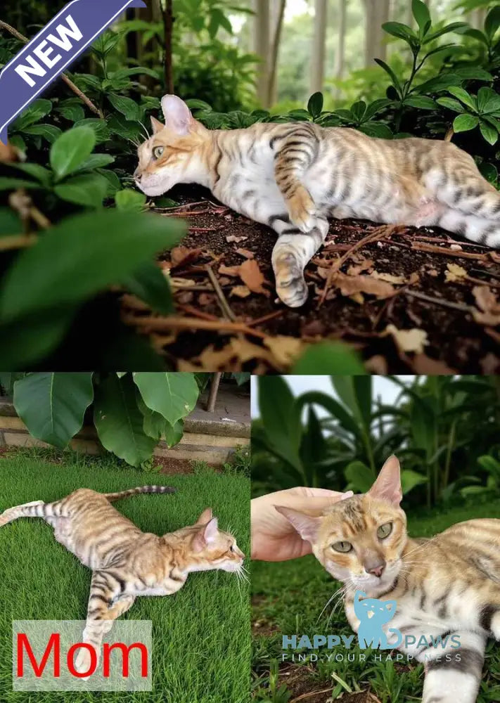 Ikuto Toyger male black tabby live animals