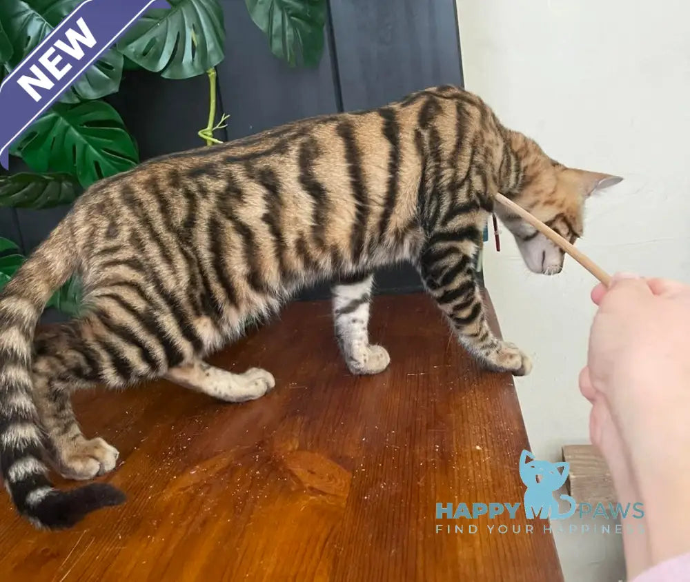 Ikuto Toyger male black tabby live animals