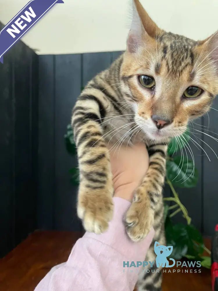 Ikuto Toyger male black tabby live animals