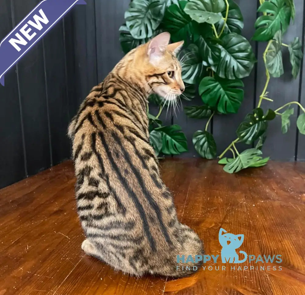 Ikuto Toyger male black tabby live animals