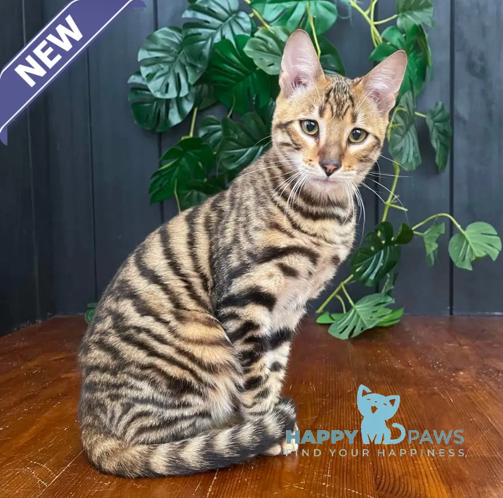 Ikuto Toyger male black tabby live animals