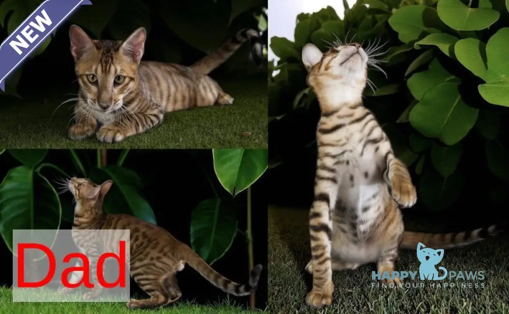 Ikuto Toyger male black tabby live animals
