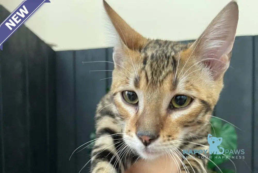 Ikuto Toyger male black tabby live animals