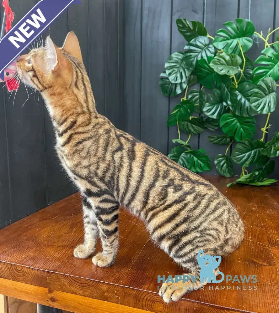 Ikuto Toyger male black tabby live animals