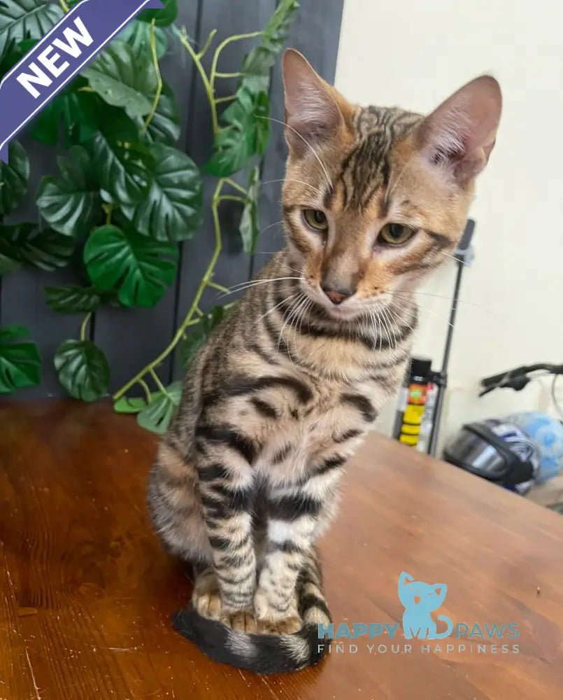 Ikuto Toyger male black tabby live animals