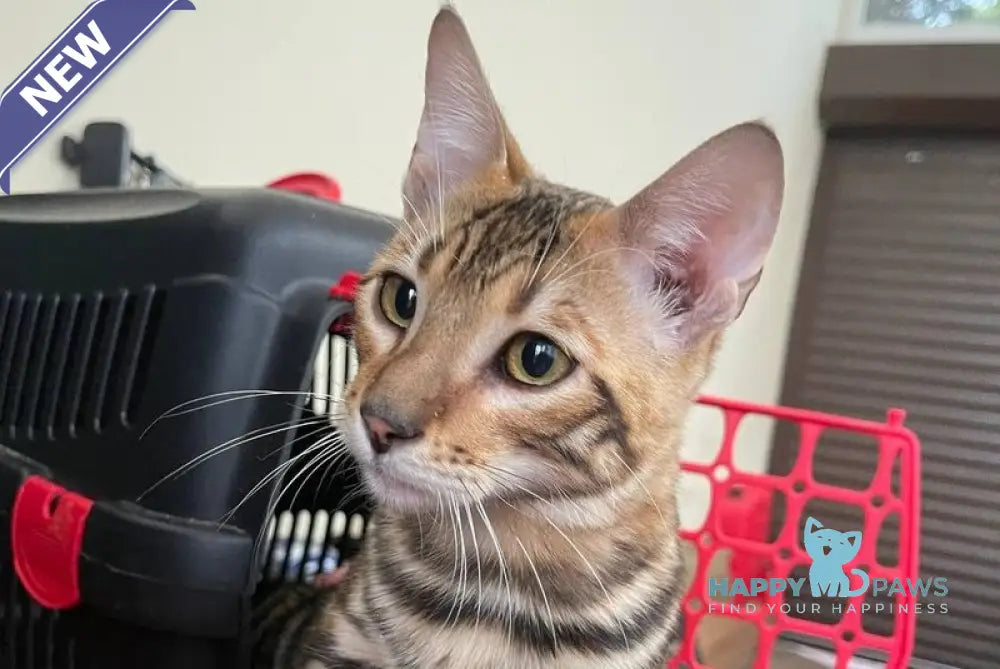 Ikuto Toyger male black tabby live animals
