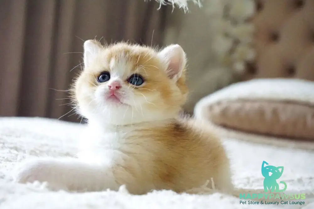 Ilan British Shorthair male black golden chinchilla bicolour - live animals