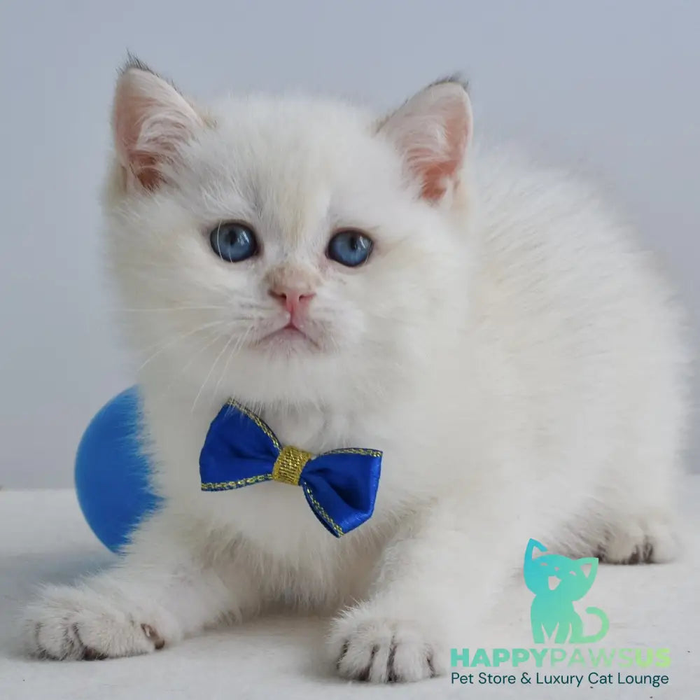 Ilan British Shorthair male black golden shaded pointed - live animals