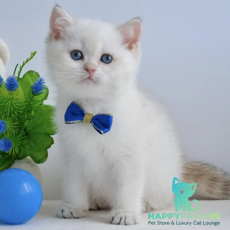 Ilan British Shorthair male black golden shaded pointed - live animals