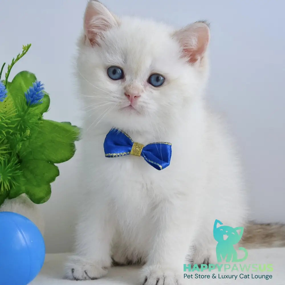 Ilan British Shorthair male black golden shaded pointed - live animals