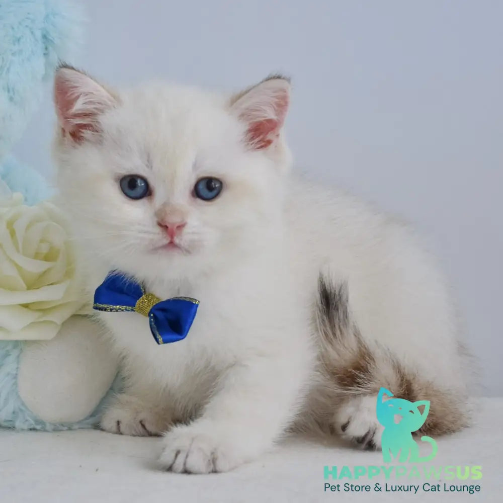 Ilan British Shorthair male black golden shaded pointed - live animals