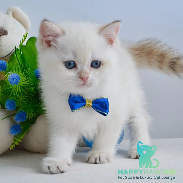 Ilan British Shorthair male black golden shaded pointed - live animals