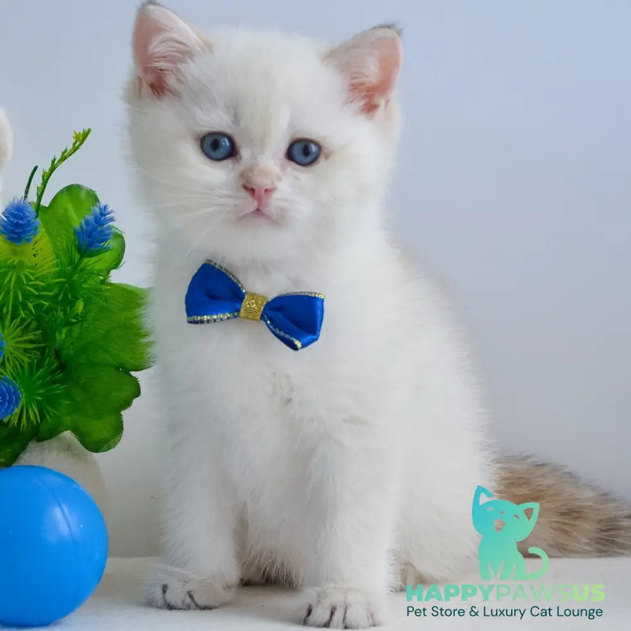 Ilan British Shorthair male black golden shaded pointed - live animals