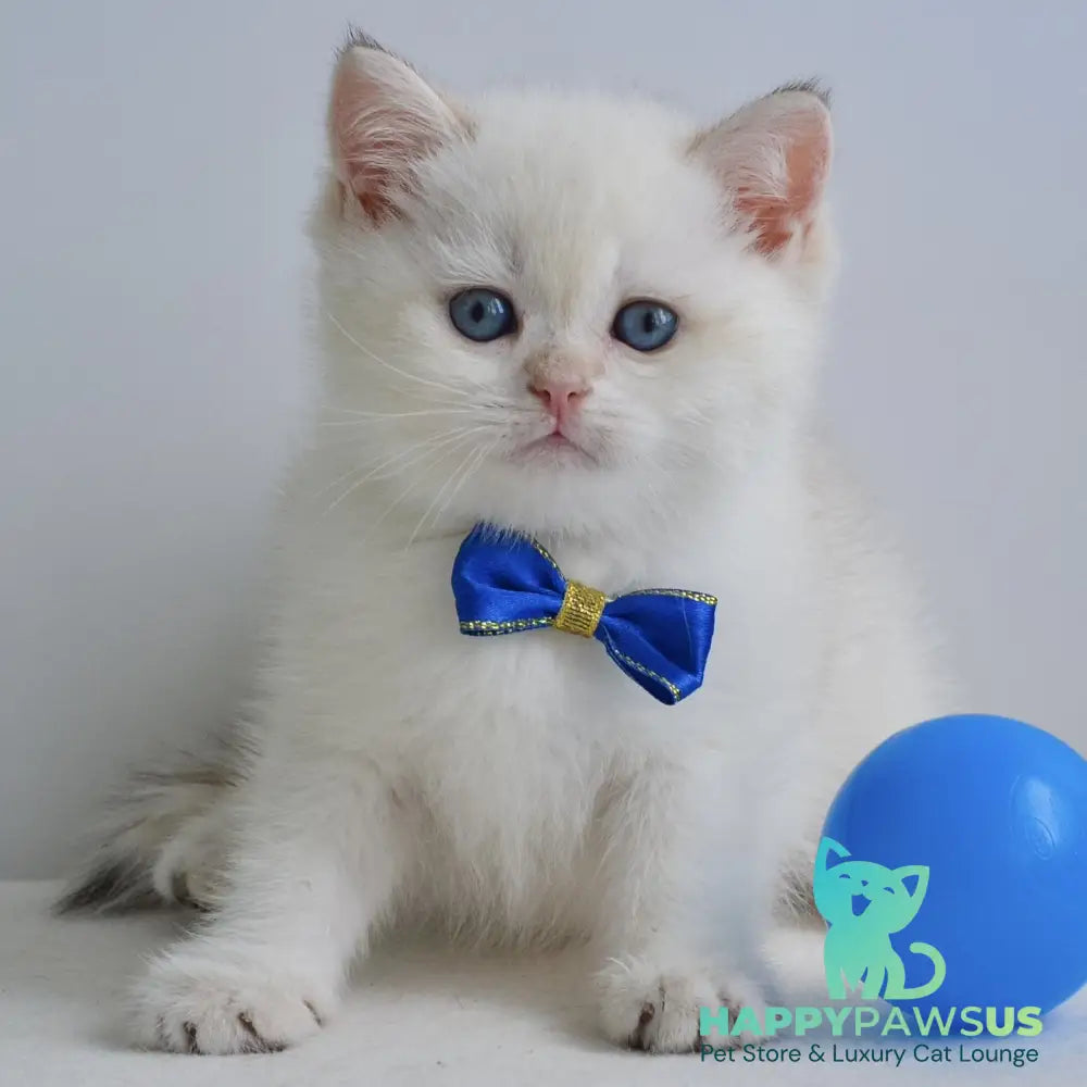 Ilan British Shorthair male black golden shaded pointed - live animals