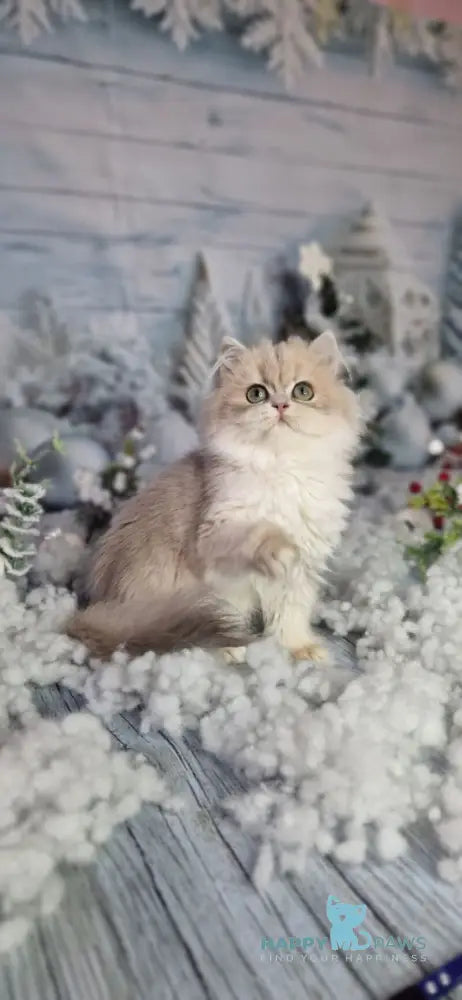 Ilana British Longhair female blue golden shaded live animals