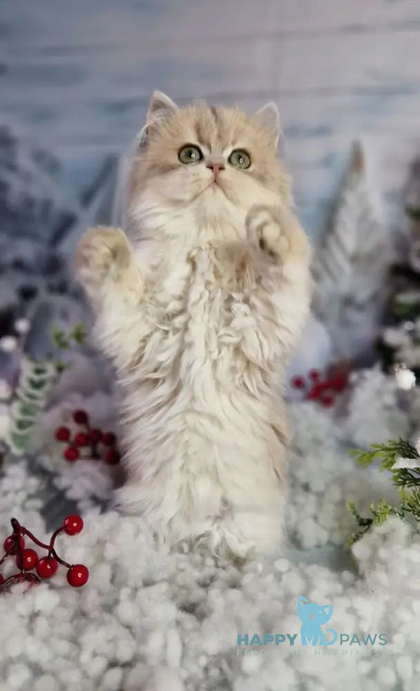 Ilana British Longhair female blue golden shaded live animals