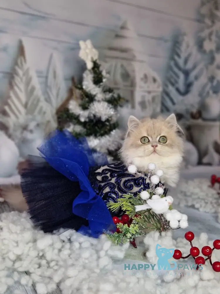 Ilana British Longhair female blue golden shaded live animals