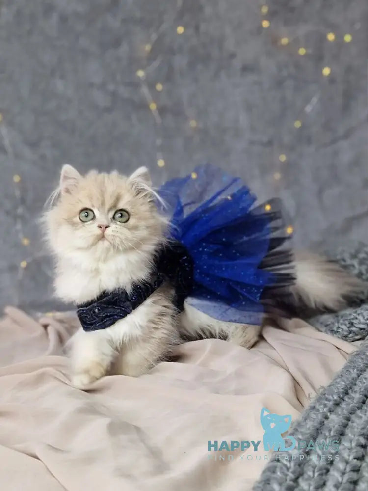 Ilana British Longhair female blue golden shaded live animals