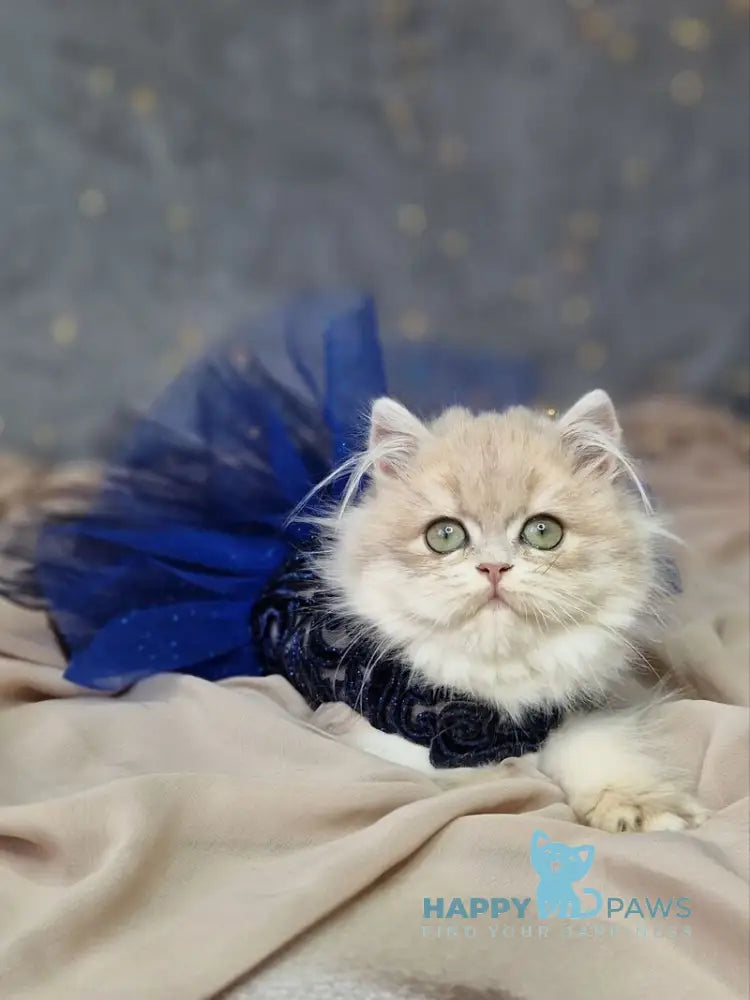 Ilana British Longhair female blue golden shaded live animals