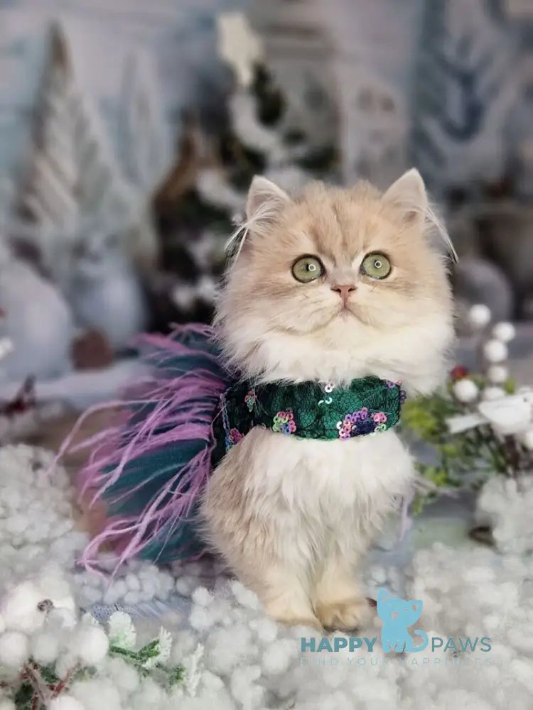 Ilana British Longhair female blue golden shaded live animals