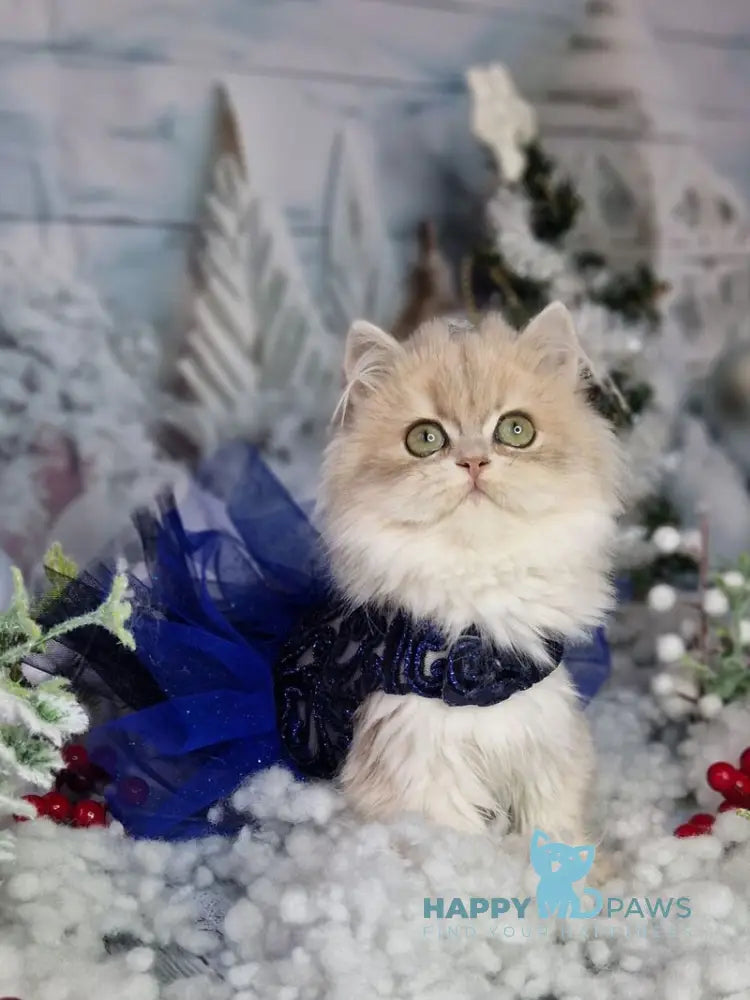 Ilana British Longhair female blue golden shaded live animals