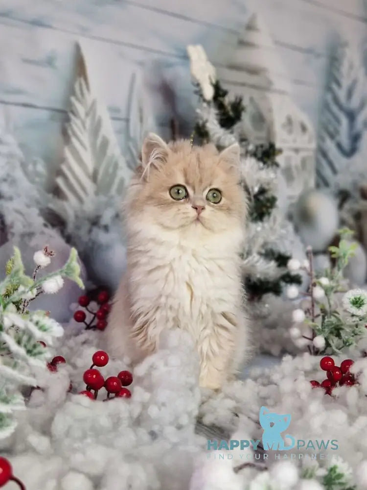 Ilana British Longhair female blue golden shaded live animals