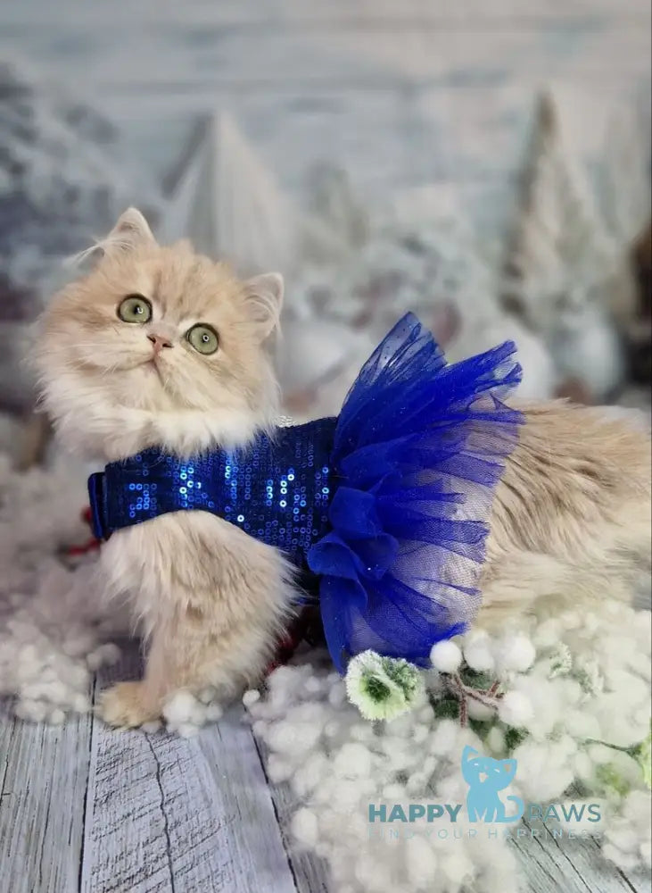 Ilana British Longhair female blue golden shaded live animals