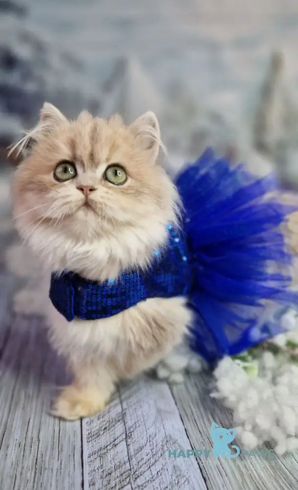 Ilana British Longhair female blue golden shaded live animals