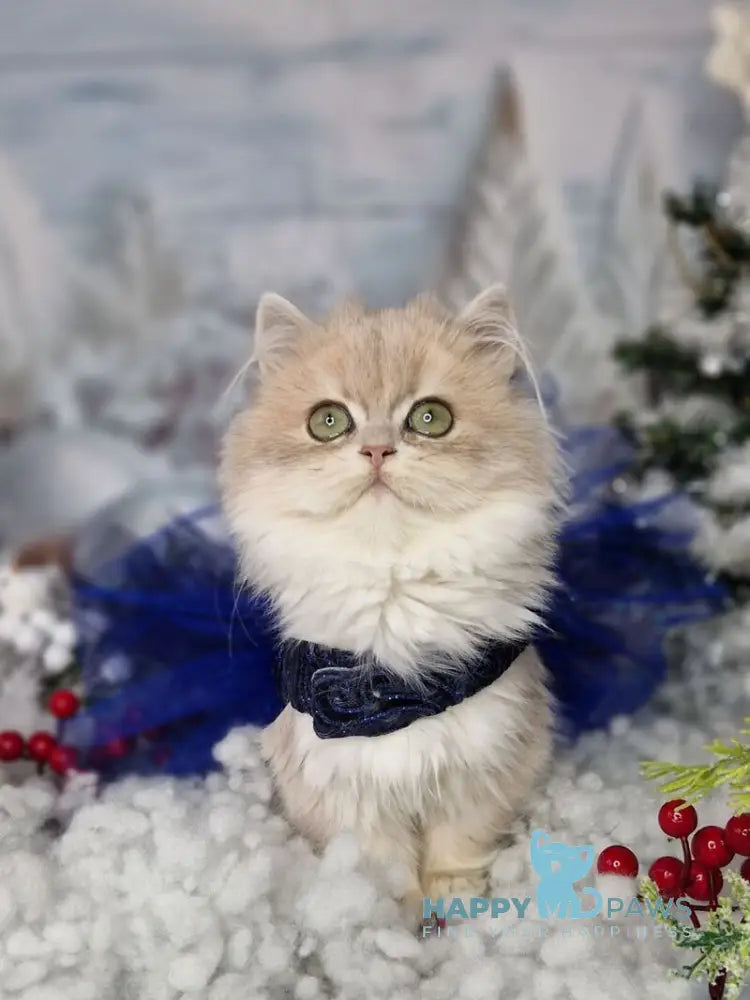 Ilana British Longhair female blue golden shaded live animals