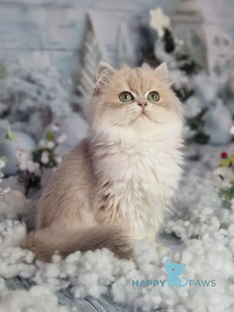 Ilana British Longhair female blue golden shaded live animals