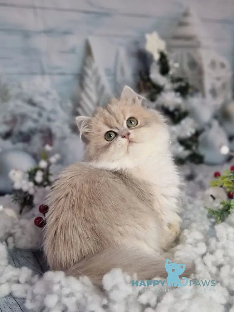 Ilana British Longhair female blue golden shaded live animals