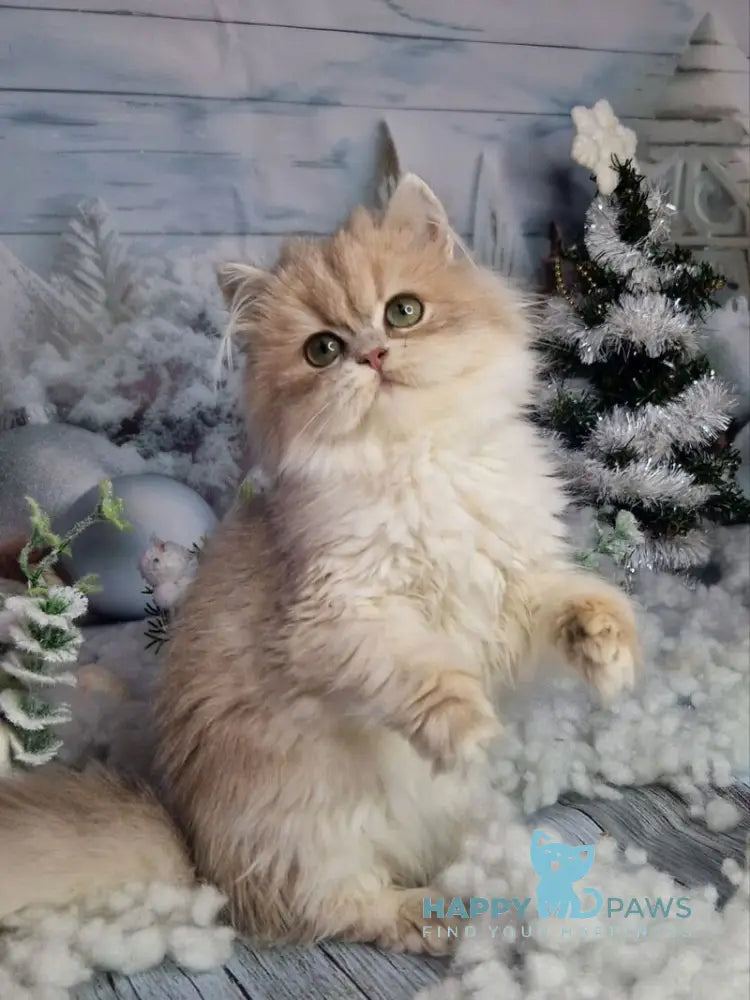 Ilana British Longhair female blue golden shaded live animals