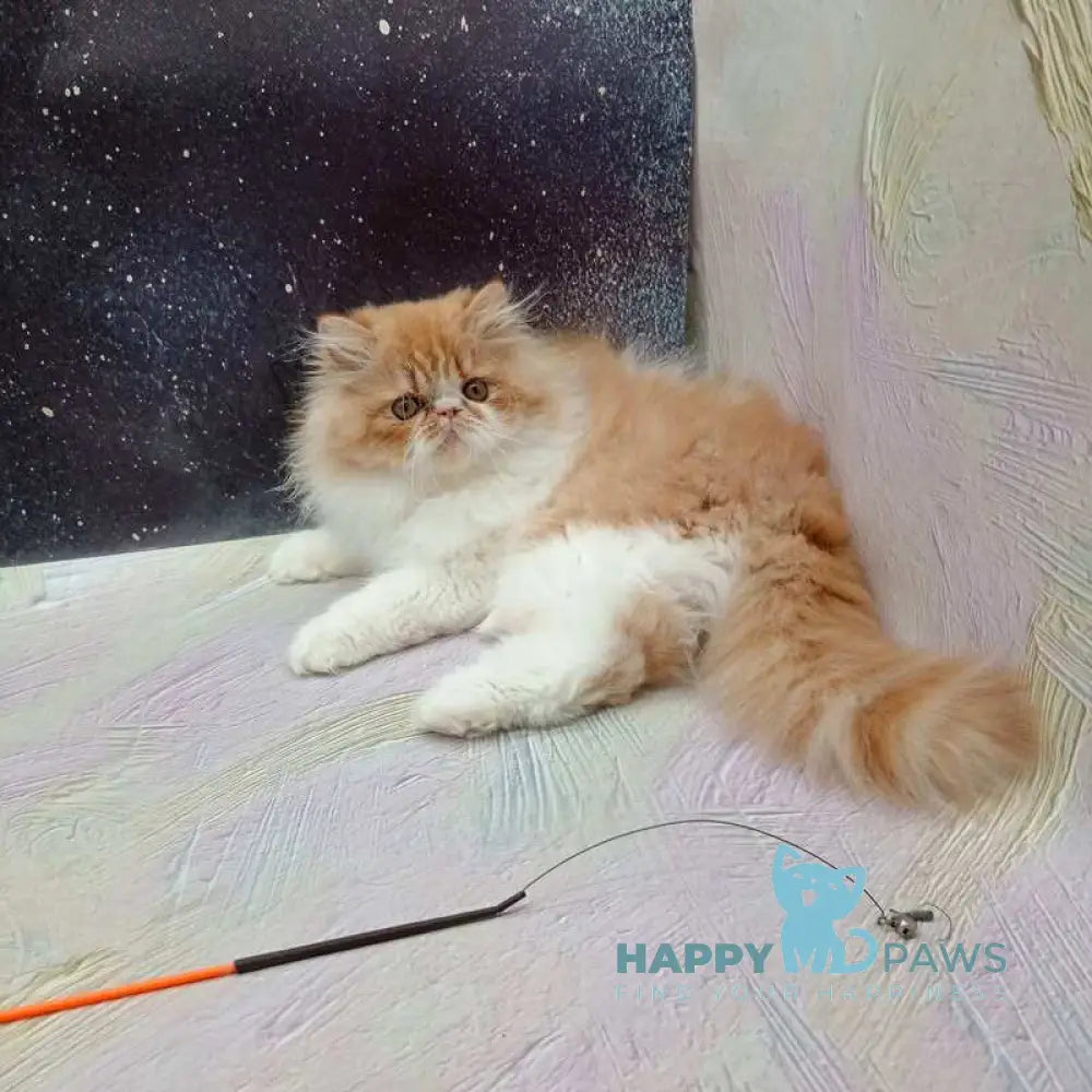 Ilana Persian female red bicolour live animals