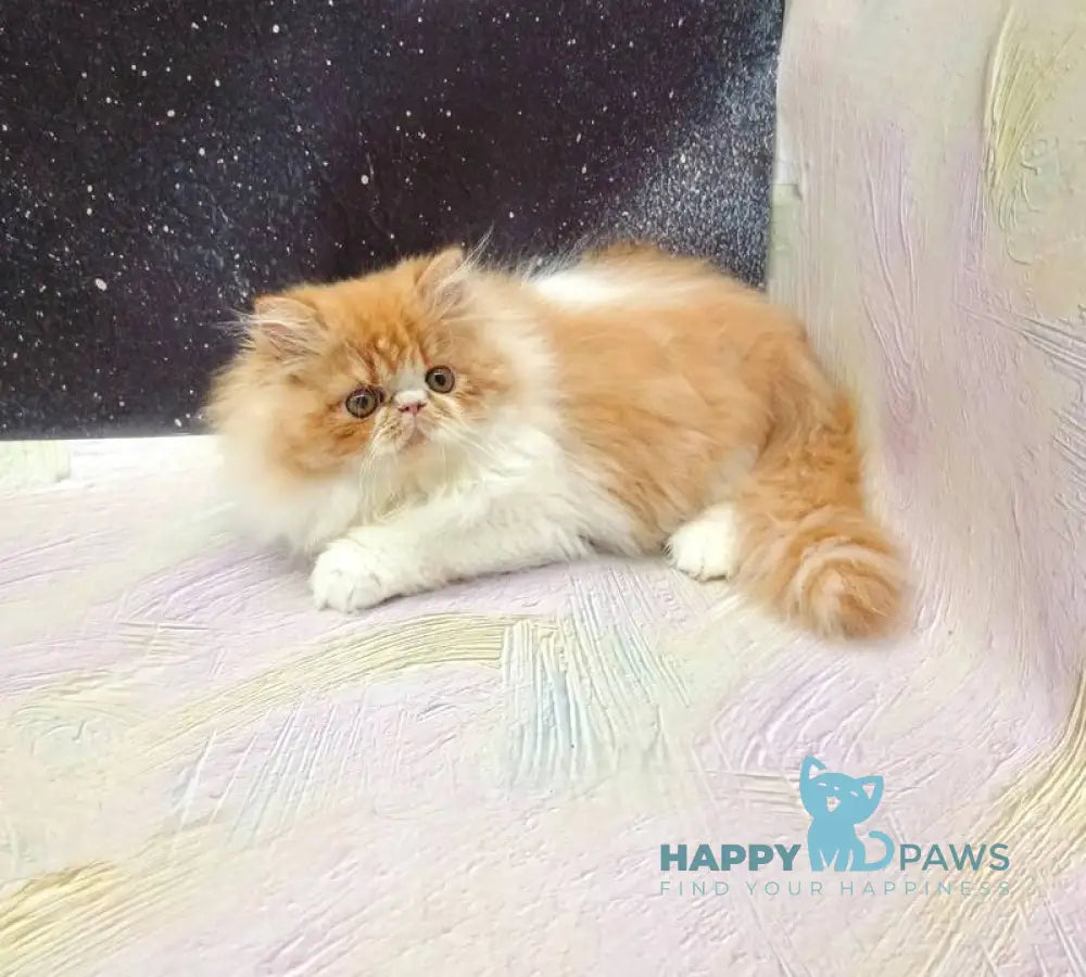 Ilana Persian female red bicolour live animals