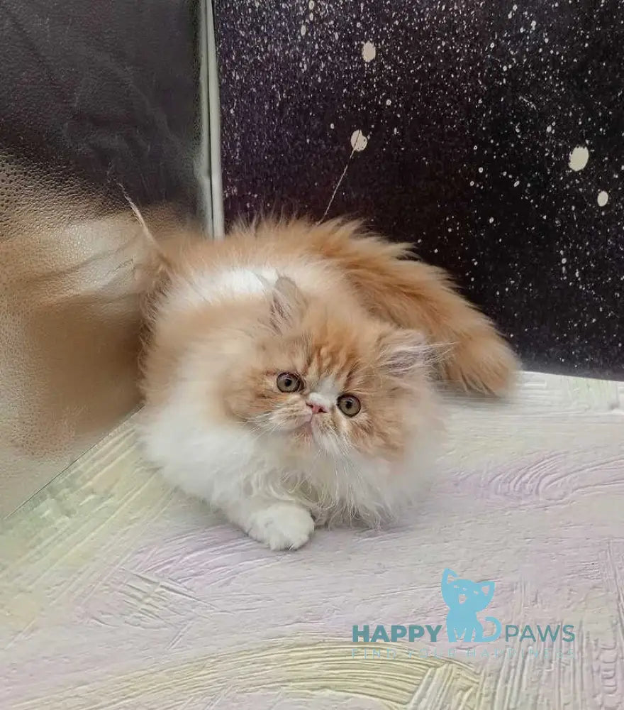 Ilana Persian female red bicolour live animals