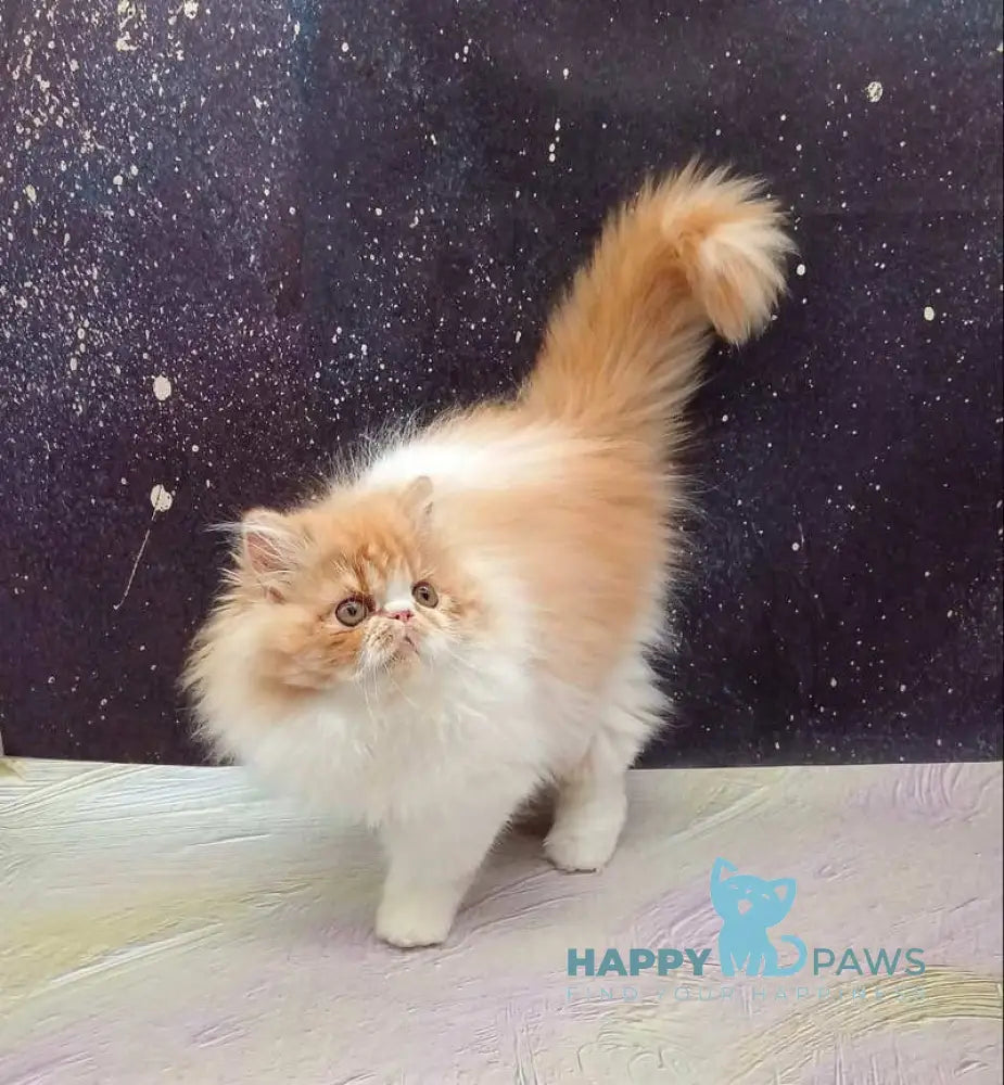 Ilana Persian female red bicolour live animals