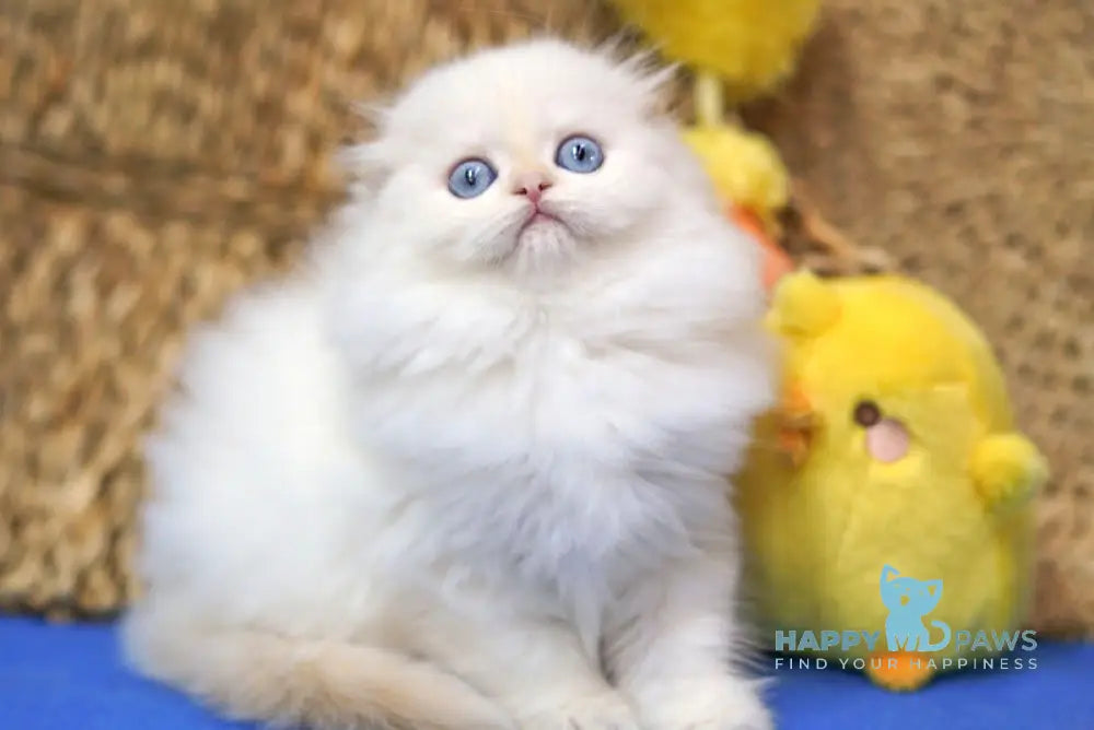Ilang Scottish Fold male red tabby pointed live animals