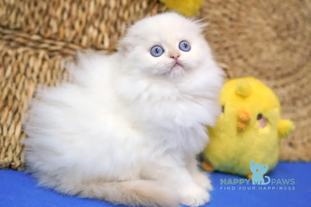 Ilang Scottish Fold male red tabby pointed live animals