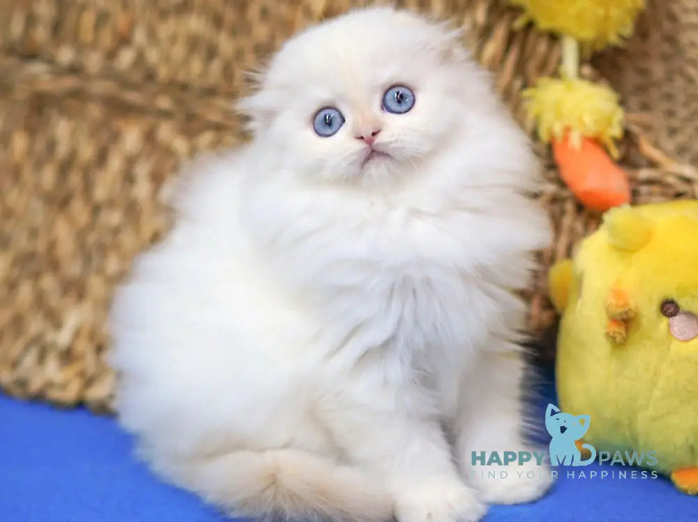 Ilang Scottish Fold male red tabby pointed live animals