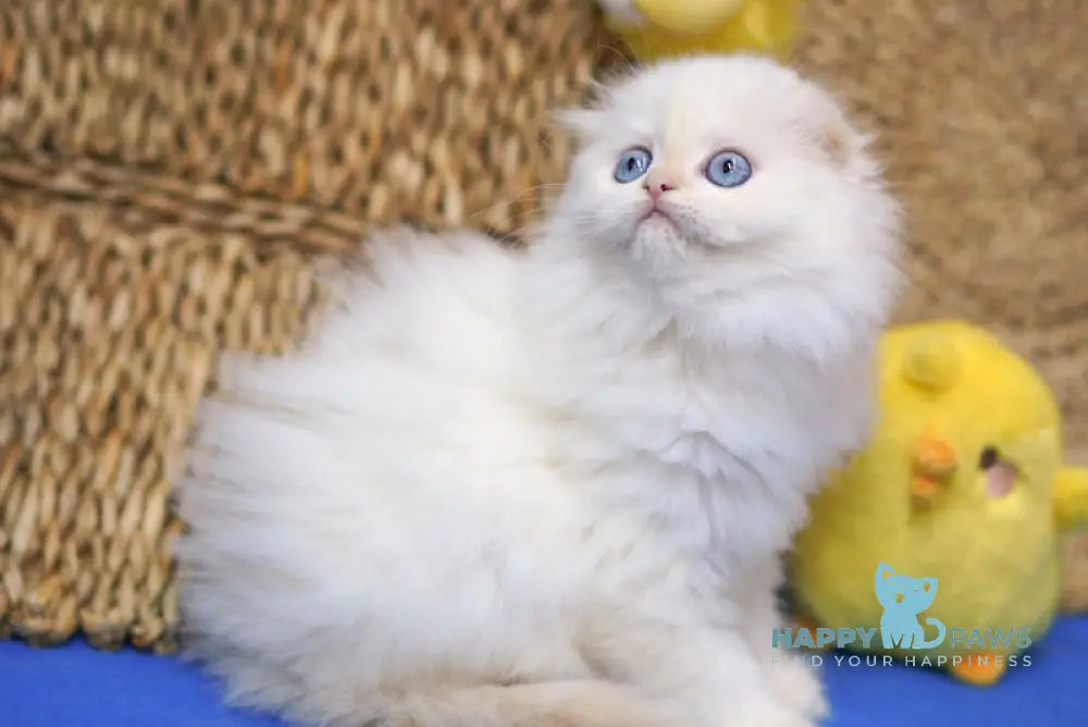 Ilang Scottish Fold male red tabby pointed live animals