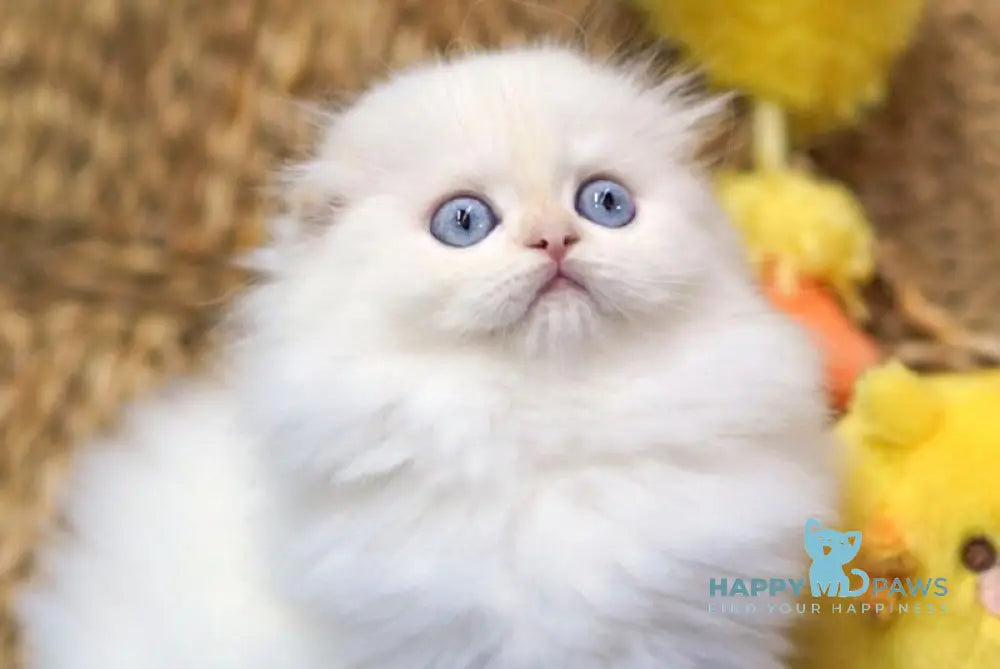 Ilang Scottish Fold male red tabby pointed live animals