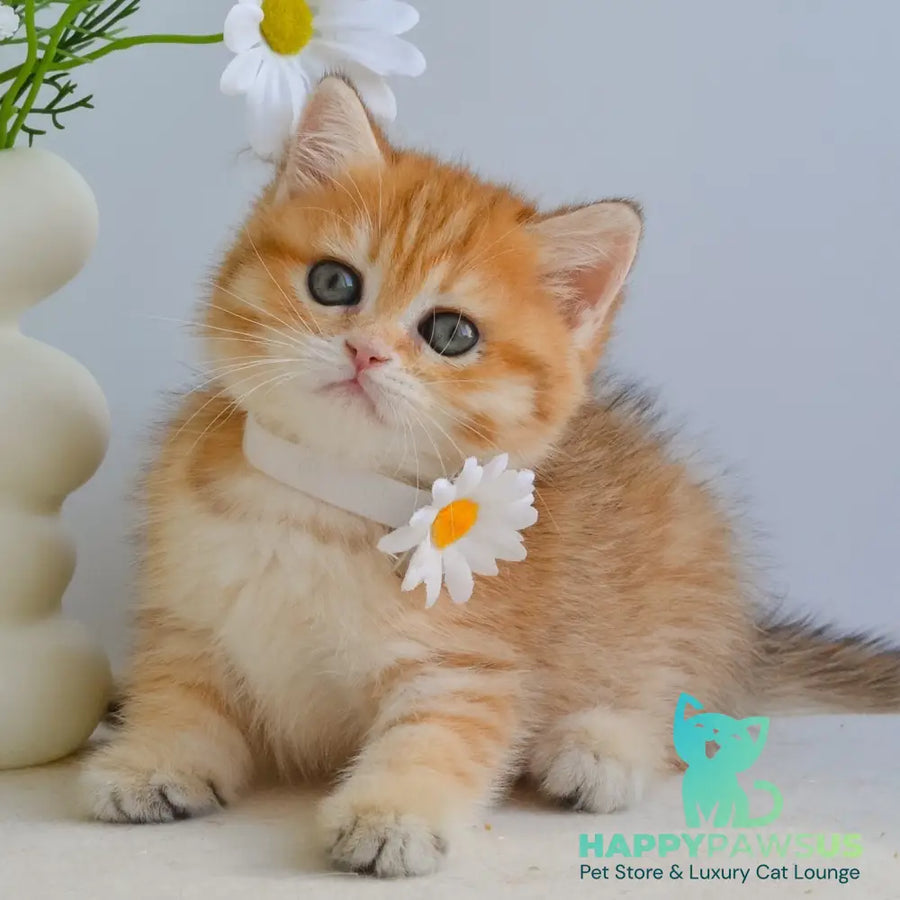 Ilani British Shorthair female black golden spotted tabby - live animals