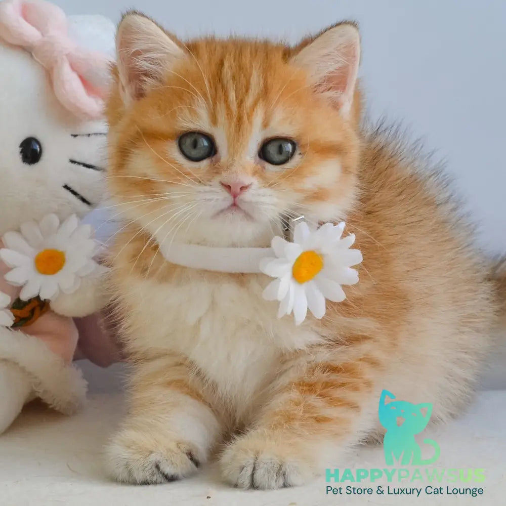 Ilani British Shorthair female black golden spotted tabby - live animals